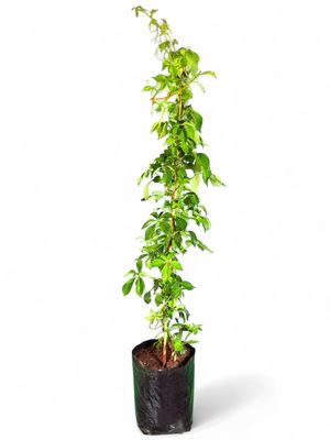Parthenocissus Quinquifolia Virginia Creeper 10Liter