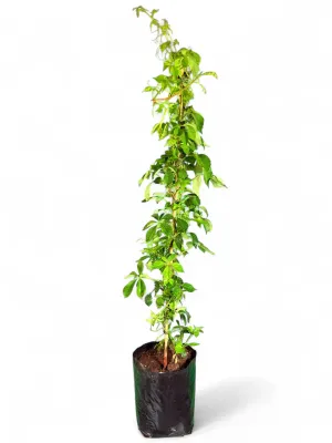 Parthenocissus Quinquifolia Virginia Creeper 10Liter