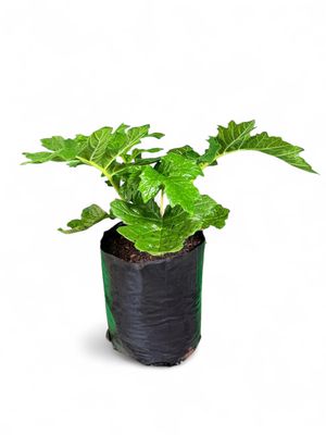 Acanthus Mollis "Bears Breeches" 10Liter