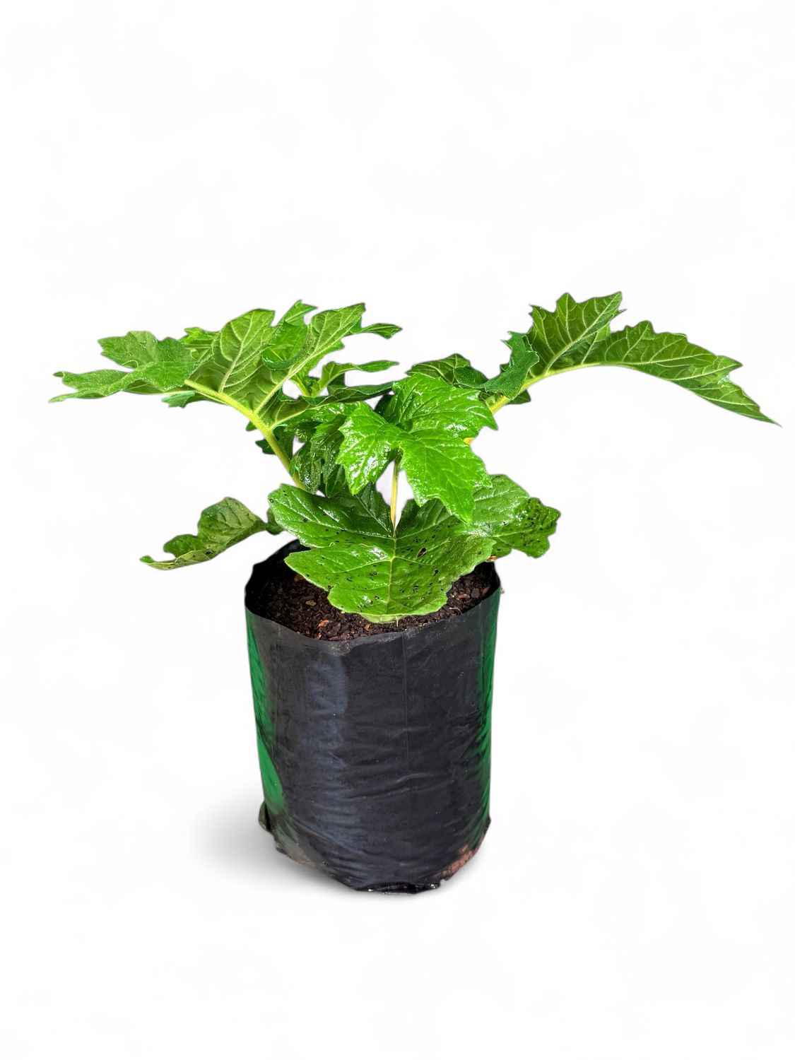 Acanthus Mollis "Bears Breeches" 10Liter