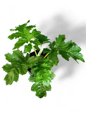 Acanthus Mollis "Bears Breeches" 10Liter