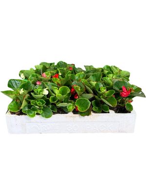Begonia Green Leaf "Mixed Colours" Seedlings 30 Pack