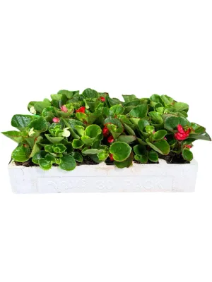 Begonia Green Leaf "Mixed Colours" Seedlings 30 Pack