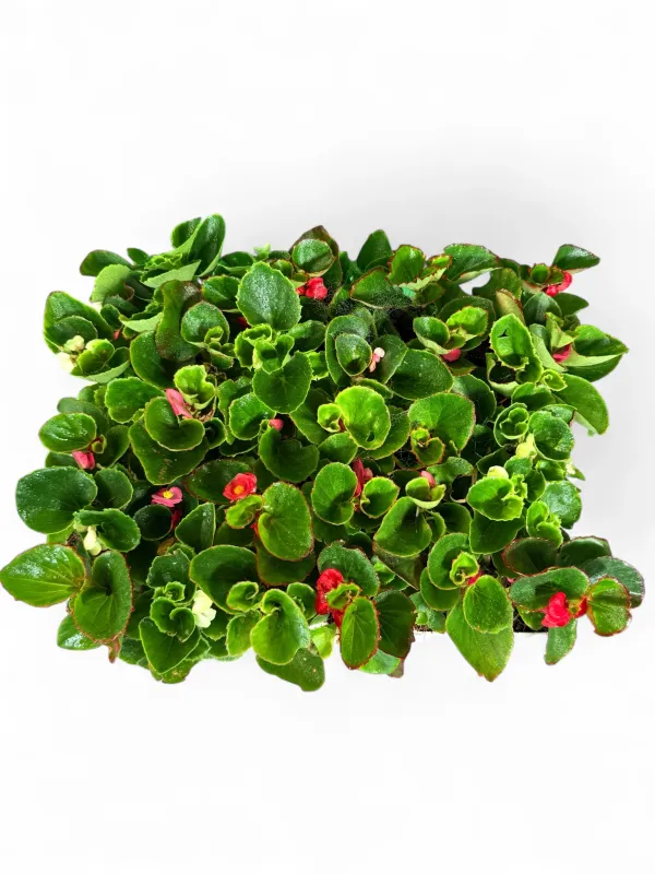 Begonia x Semperflorens-Cultorum "Green Leaf Begonia" (Mixed Colours) Seedlings 30 Pack