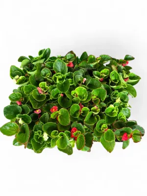 Begonia x Semperflorens-Cultorum "Green Leaf Begonia" (Mixed Colours) Seedlings 30 Pack
