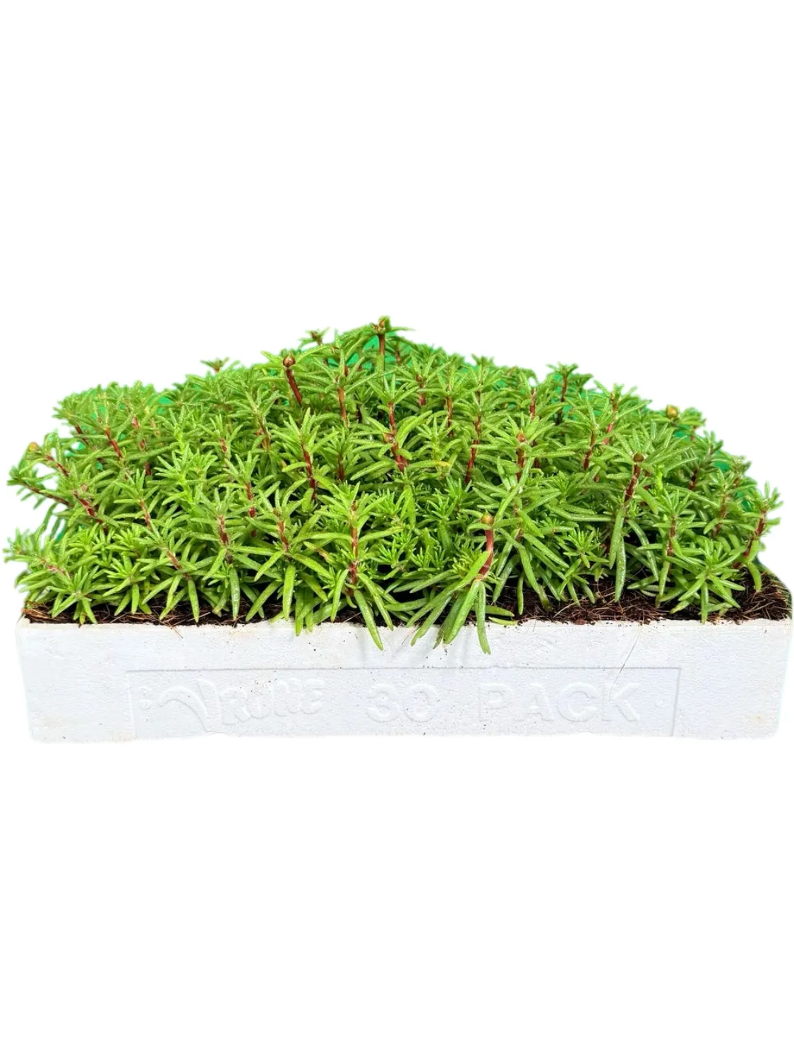 Portulaca (Vygie) Mixed Colours Seedlings 30 Pack