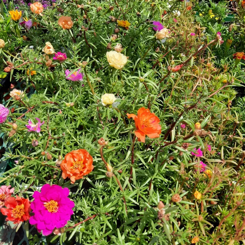 Portulaca (Vygie) Mixed Colours Seedlings 30 Pack