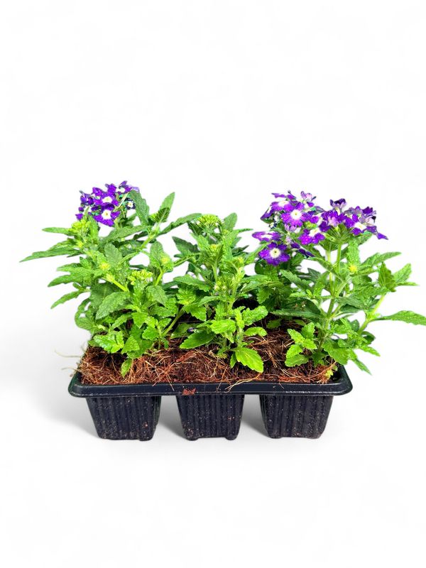 Verbena Obsession "Blue with Eye' 6 Pack