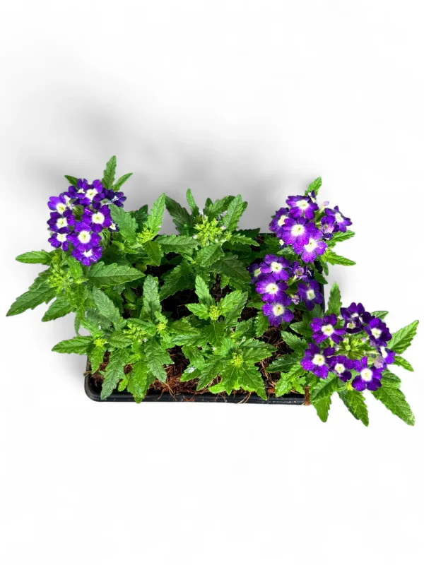 Verbena Obsession "Blue with Eye' 6 Pack