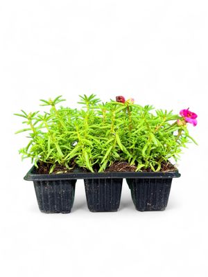 Portulaca (Vygie) "Happy Hour Rosita" Seedlings 6 Pack