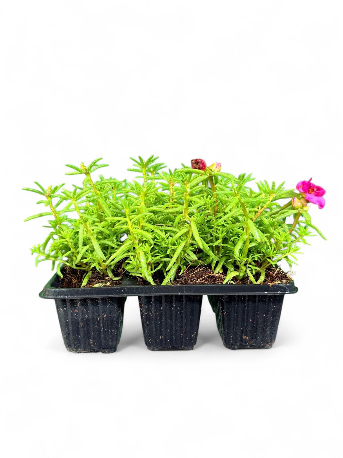 Portulaca (Vygie) "Happy Hour Rosita" Seedlings 6 Pack