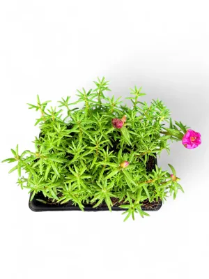 Portulaca (Vygie) "Happy Hour Rosita" Seedlings 6 Pack
