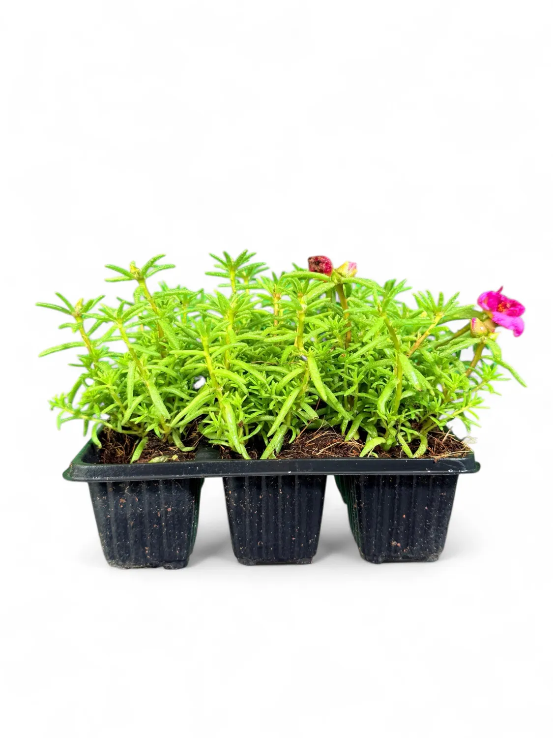 Portulaca (Vygie) "Happy Hour Rosita" Seedlings 6 Pack