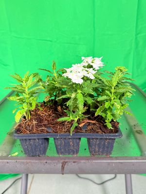 Verbena Obsesssion "White"