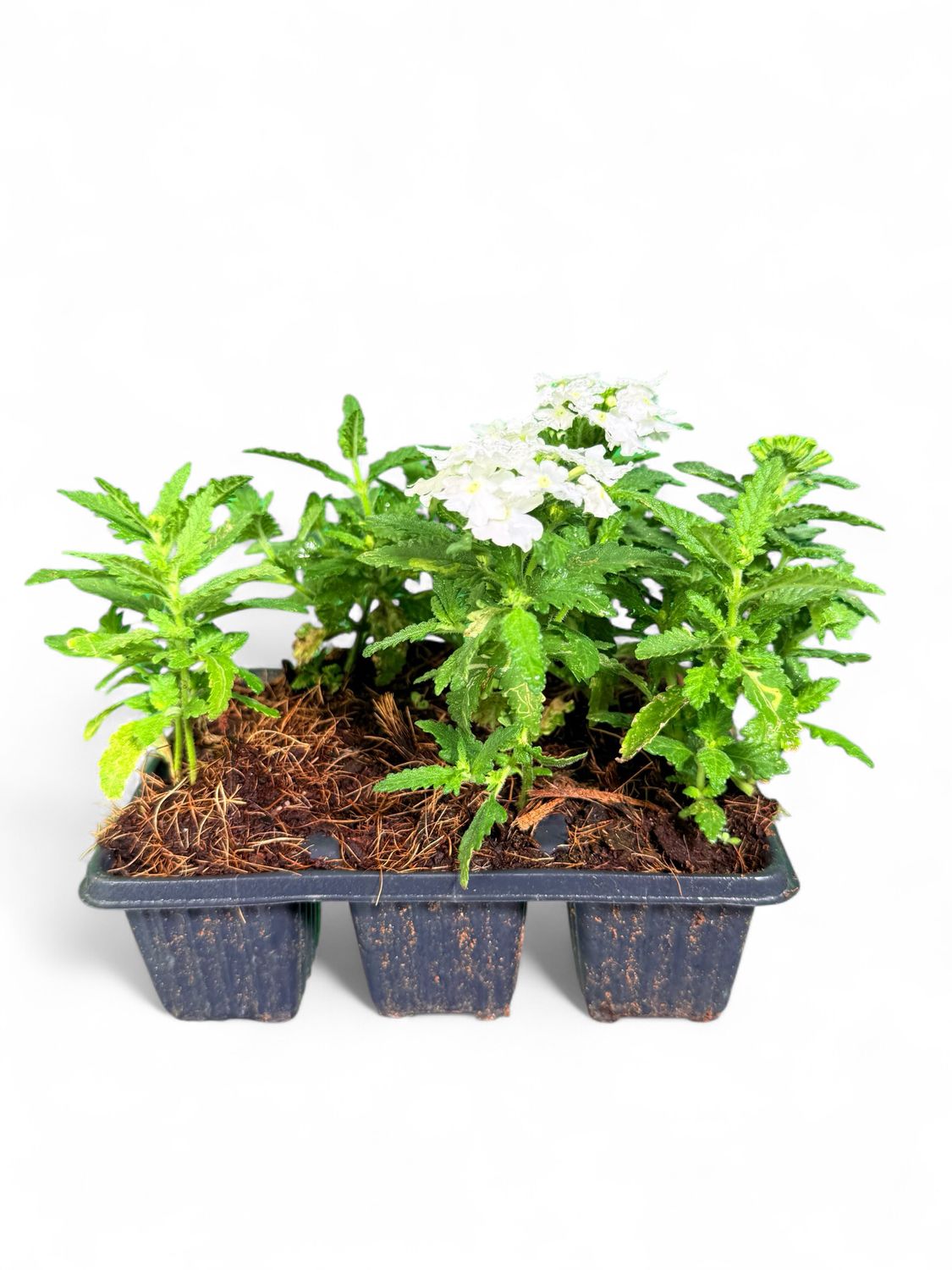 Verbena Obsesssion "White" 6 Pack