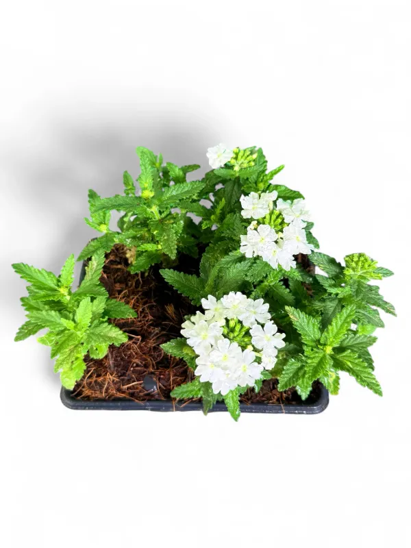 Verbena Obsesssion "White" 6 Pack