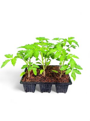 Tomato Principe Borghese "Italian Heirloom" 6 Pack