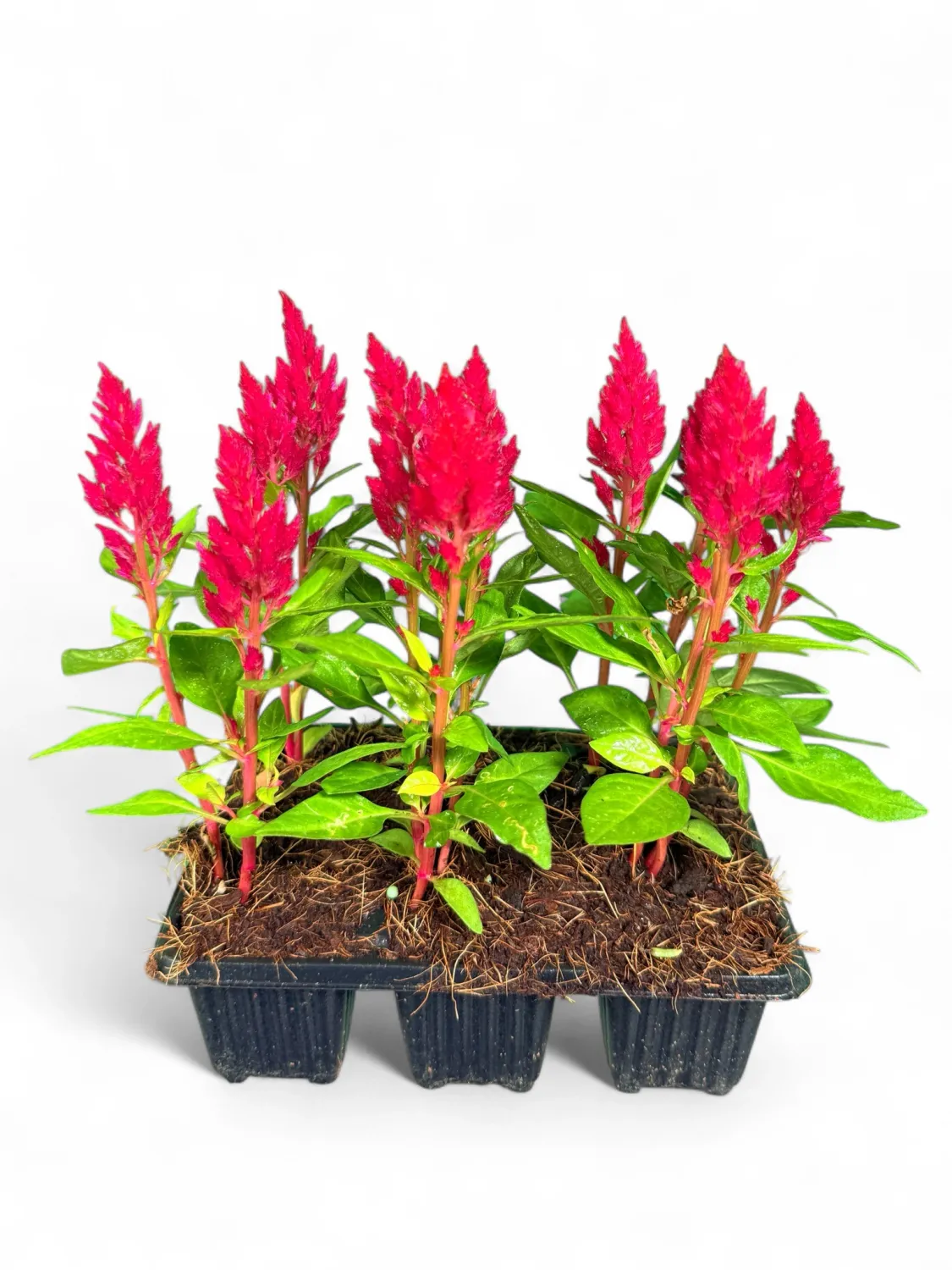 Celosia Kimono "Cherry Red" Seedlings 6 Pack