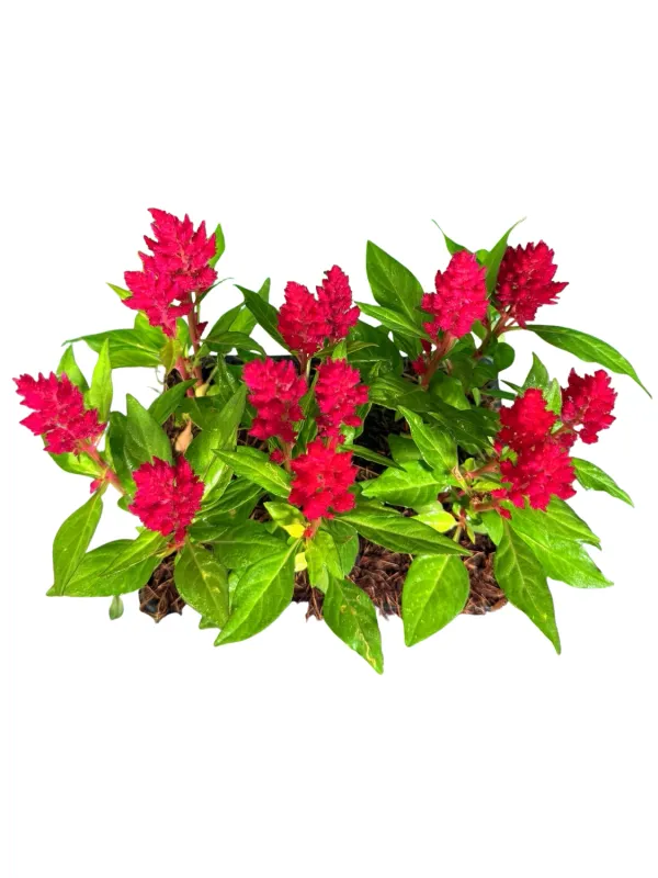Celosia Kimono "Cherry Red" Seedlings 6 Pack