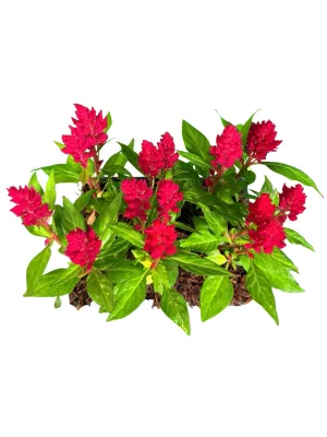 Celosia Kimono "Cherry Red" Seedlings 6 Pack