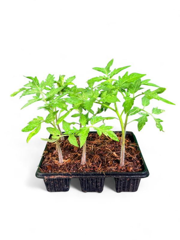 Tomato Floradade 6 Pack