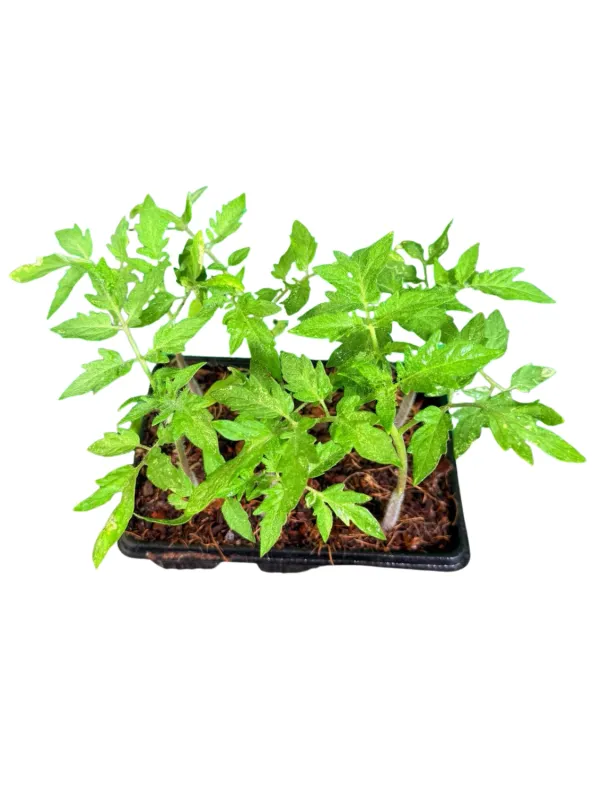 Tomato Floradade 6 Pack