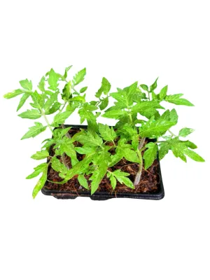 Tomato Floradade 6 Pack