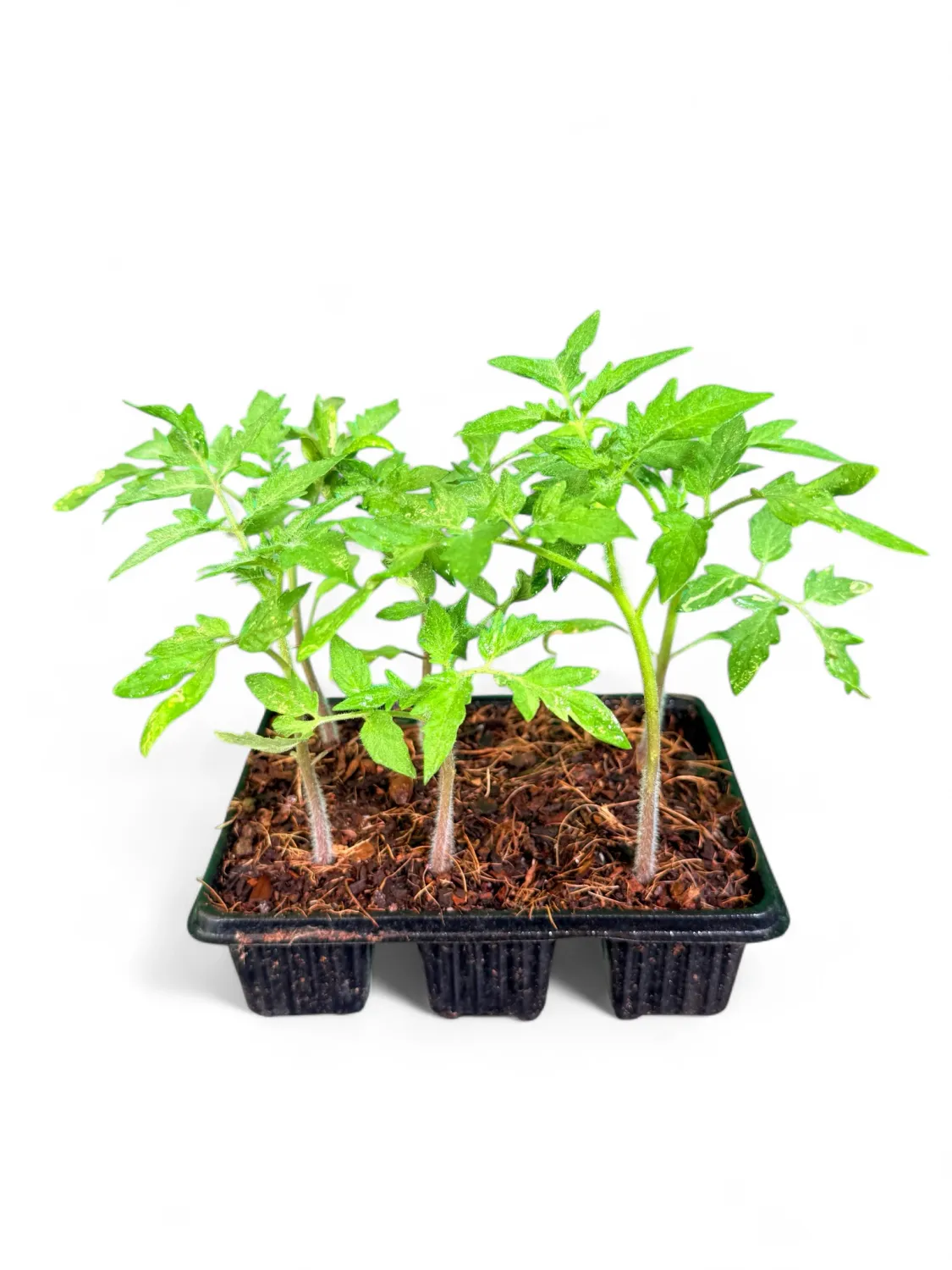 Tomato Floradade 6 Pack