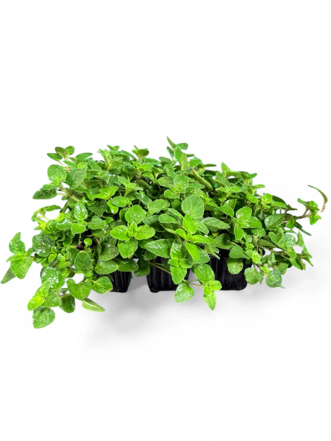 Marjoram Oregano Wild "Origanum" 6 Pack