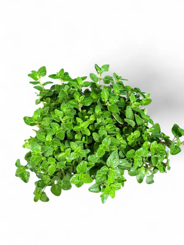 Marjoram Oregano Wild "Origanum" 6 Pack