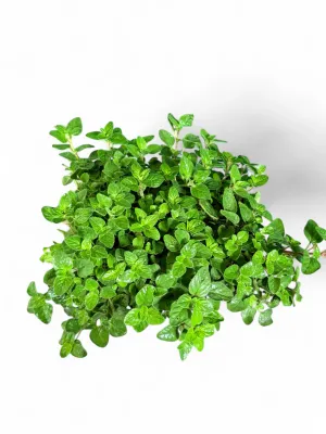 Marjoram Oregano Wild "Origanum" 6 Pack