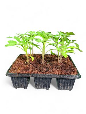 Tomato Roma "Jam Tomato" 6 Pack