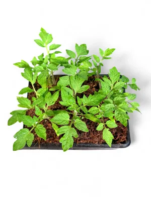 Tomato Roma "Jam Tomato" 6 Pack