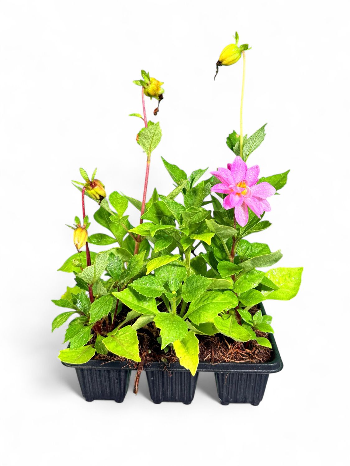 Dahlia Fresco "Mix" 6 Pack