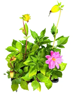 Dahlia Fresco "Mix" 6 Pack