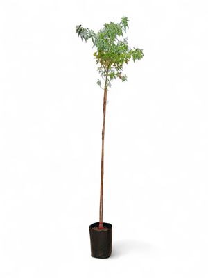 Searsia Pendulina 10Liter