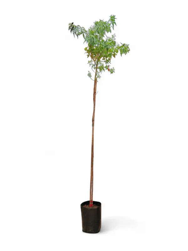 Searsia Pendulina 10Liter