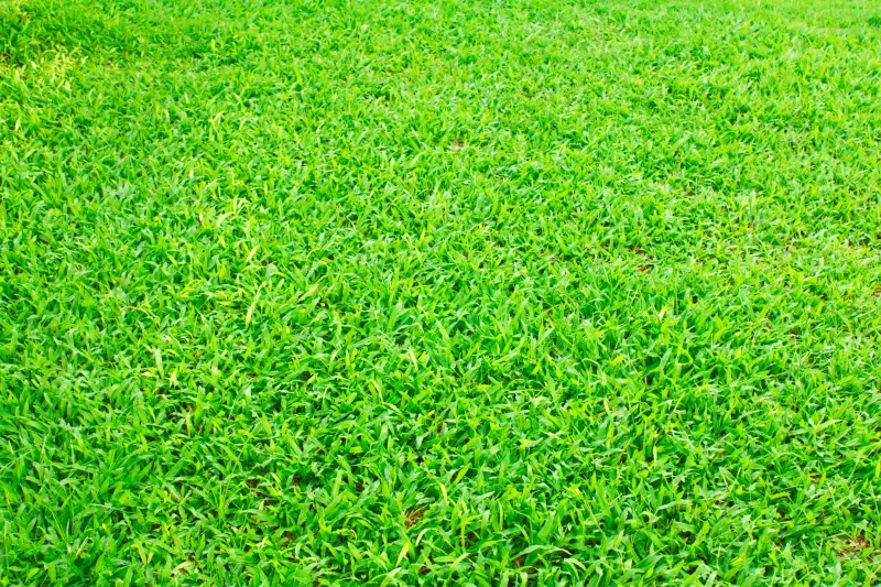 LM Grass per 1m²