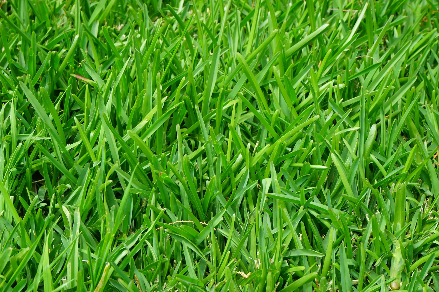 Kikuyu Grass per 1m²