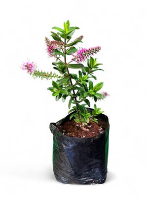 Hebe Sunshine "Shrubby Veronica" 2Liter