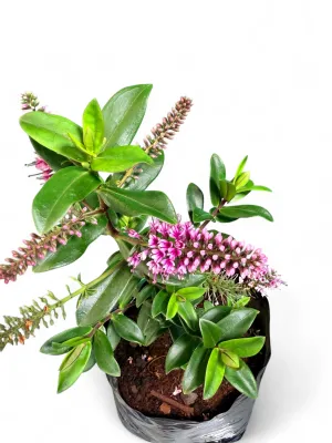 Hebe Sunshine "Shrubby Veronica" 2Liter