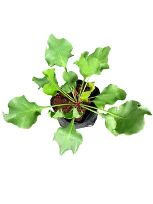 Limonium Sinuatum "Statice" 2Liter
