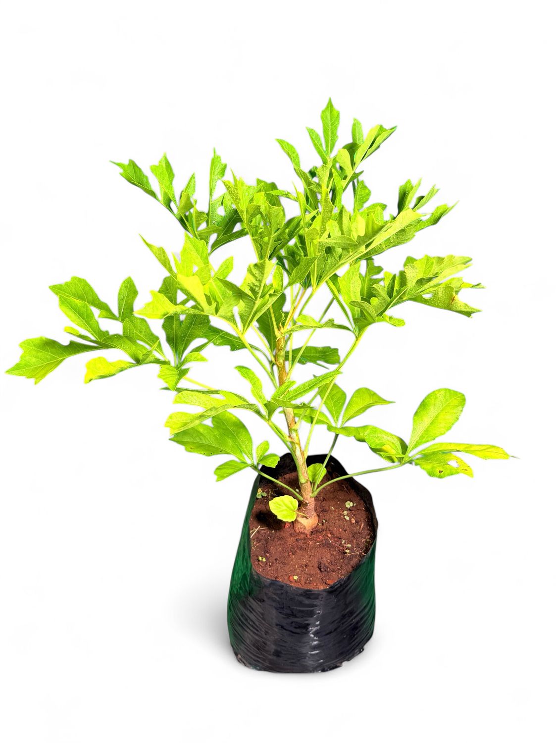 Cussonia Spicata "Kiepersol" 5Liter