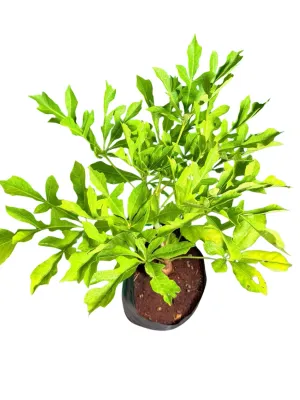 Cussonia Spicata "Kiepersol" 5Liter