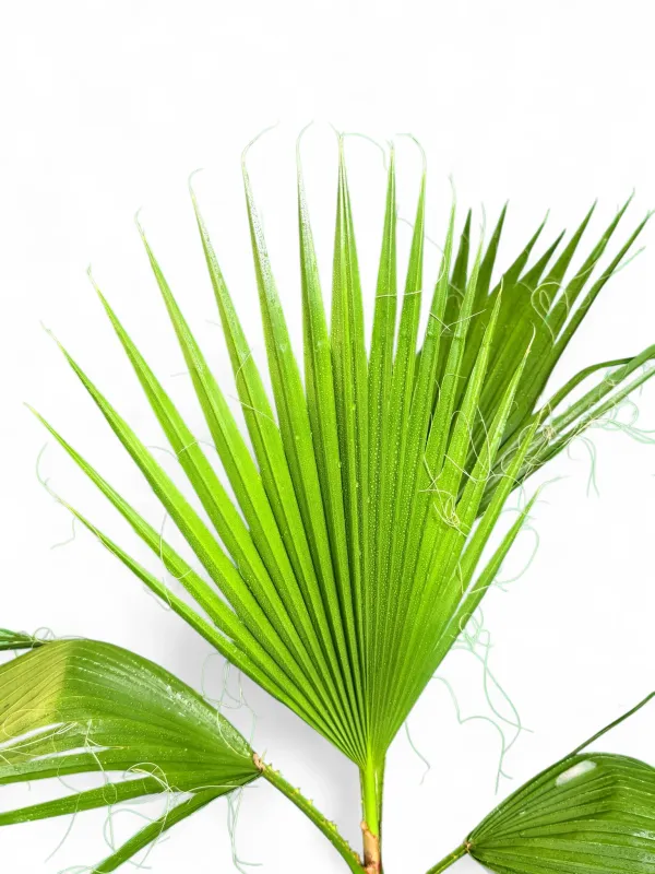 Washingtonia Robusta Palm "Mexican Fan Palm" 5Liter