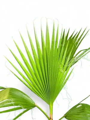 Washingtonia Robusta Palm "Mexican Fan Palm" 5Liter