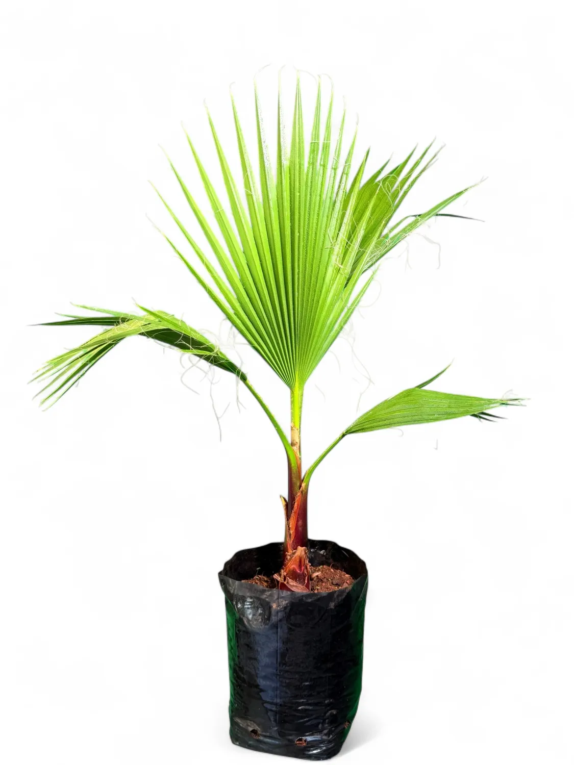 Washingtonia Robusta Palm "Mexican Fan Palm" 5Liter