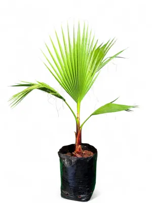 Washingtonia Robusta Palm "Mexican Fan Palm" 5Liter