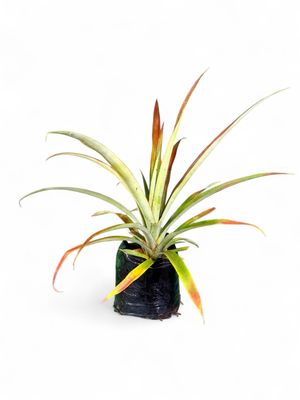 Ananas Comosus "Pineapple Plant" 4Liter