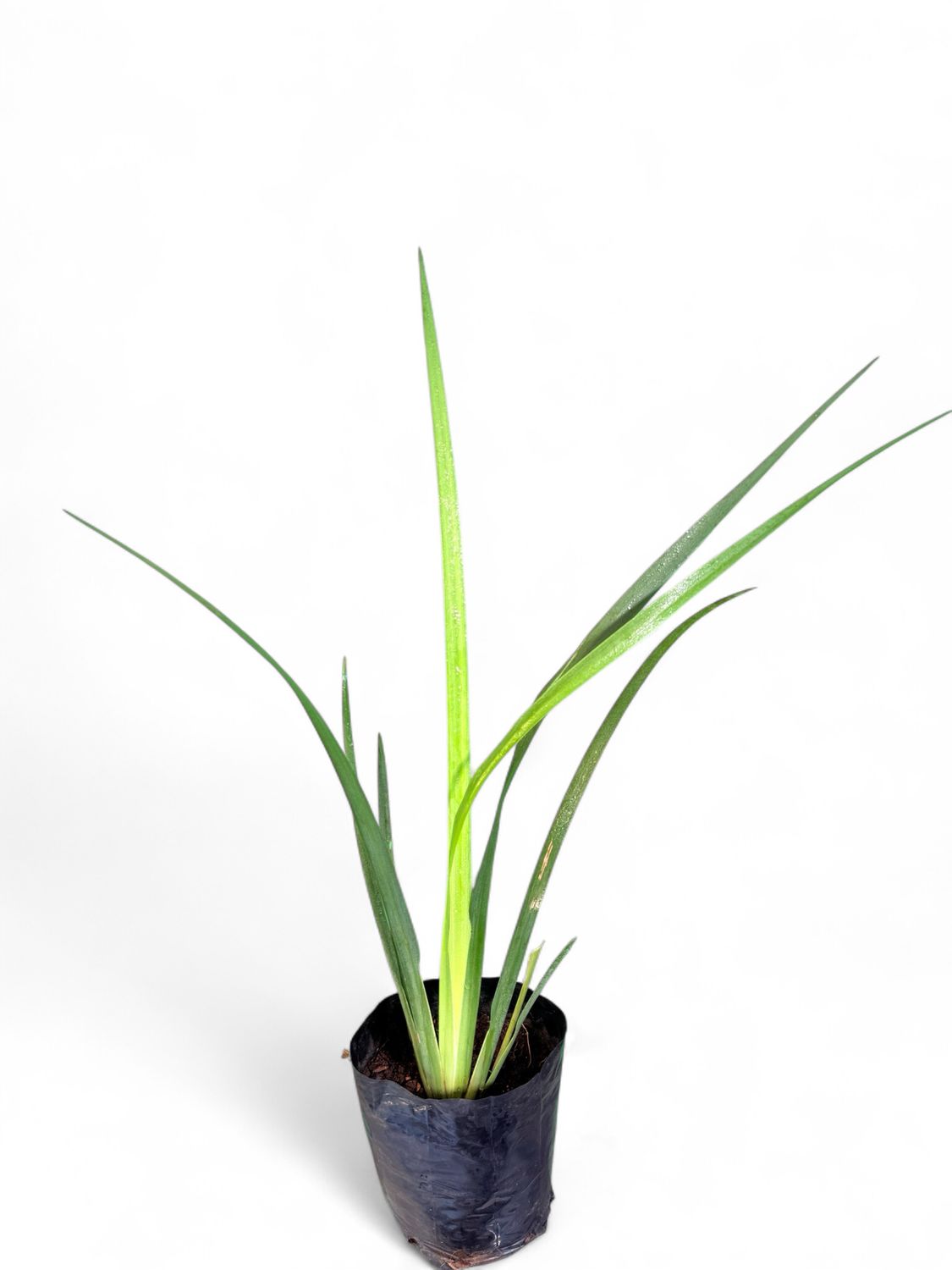 Dietes Grandiflora "Butterfly Iris" 4Liter